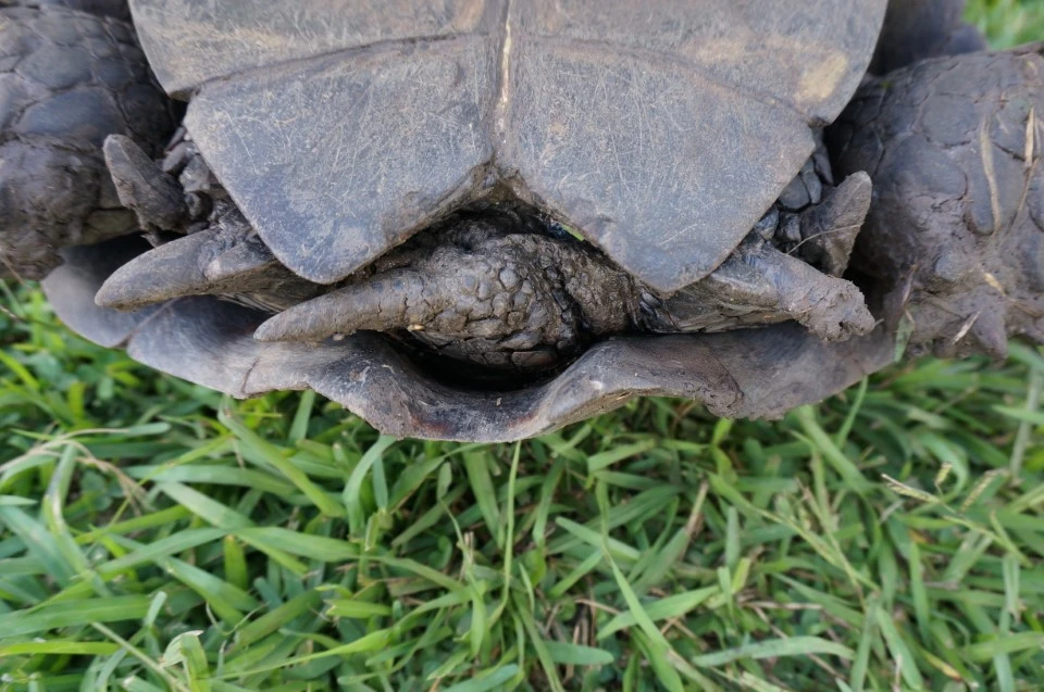 Female Manouria Emys Mountain Tortoises
