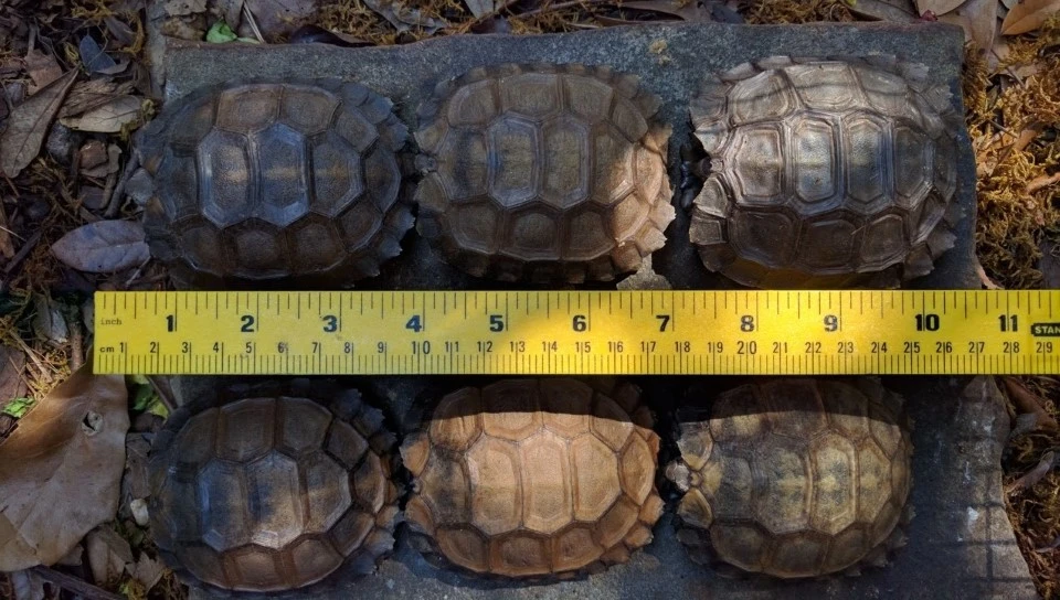 Manouria emys Mountain Tortoise Growing