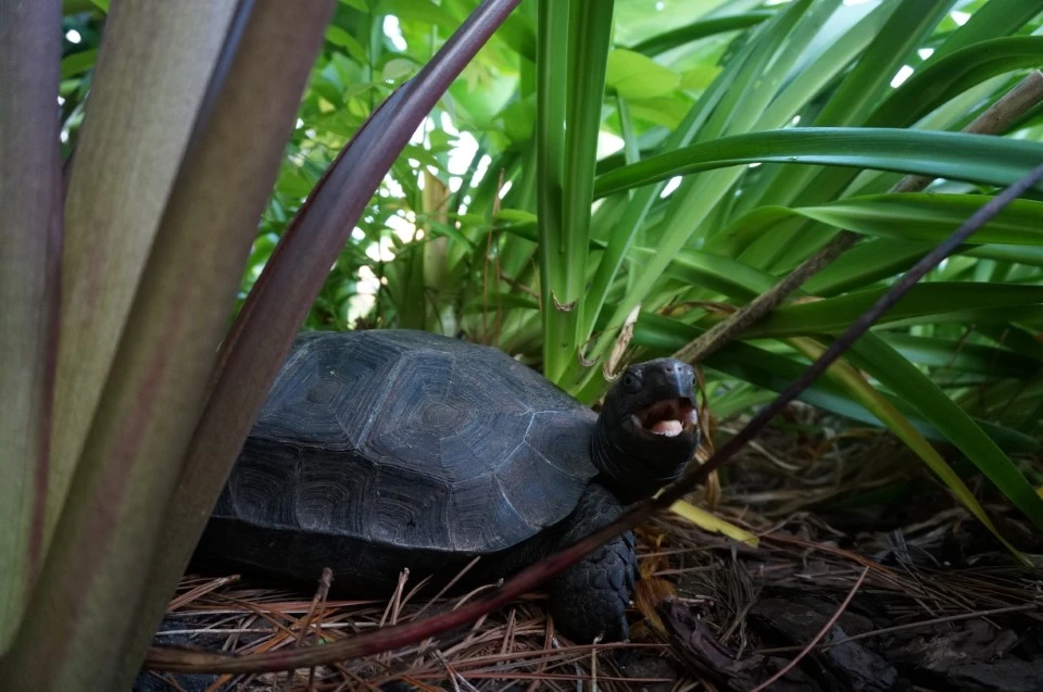 Manouria emys Mountain Tortoise Captive Habitat