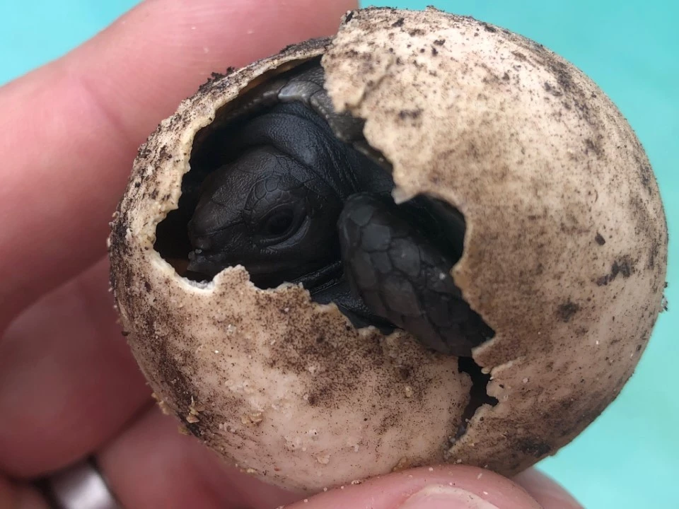 Manouria emys Mountain Tortoise Hatching