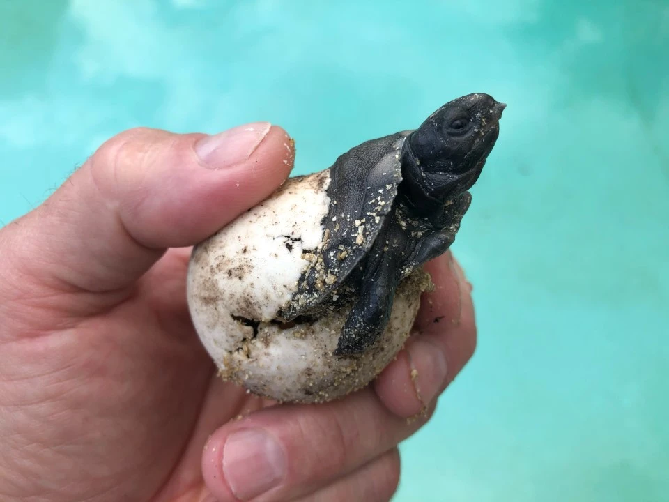 Manouria emys Mountain Tortoise Hatching
