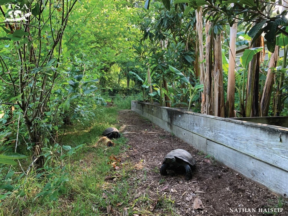 Large Mountain Tortoises