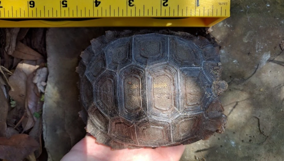 Tortoise Maintenance