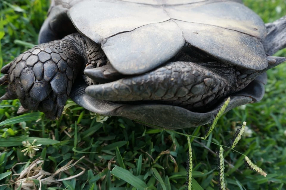 Male Manouria Emys Mountain Tortoises