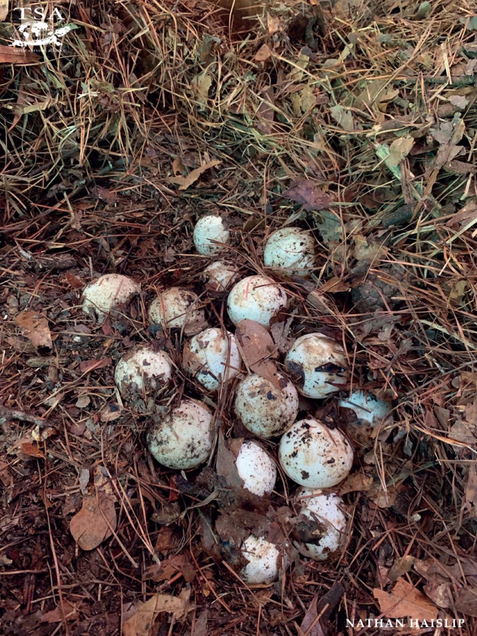 Tortoise Nesting