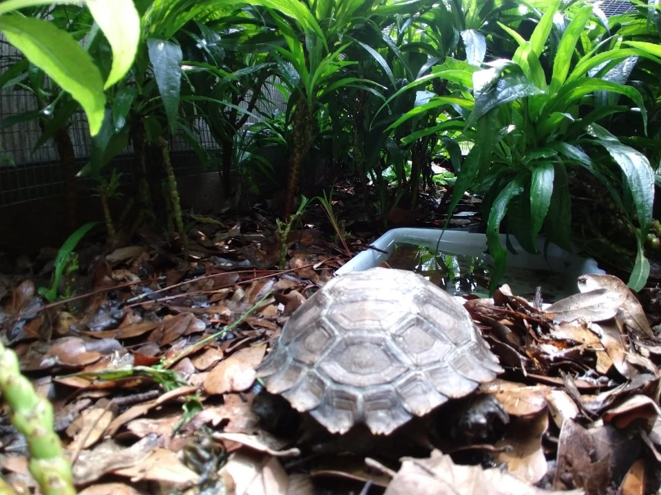 Small Mountain Tortoises