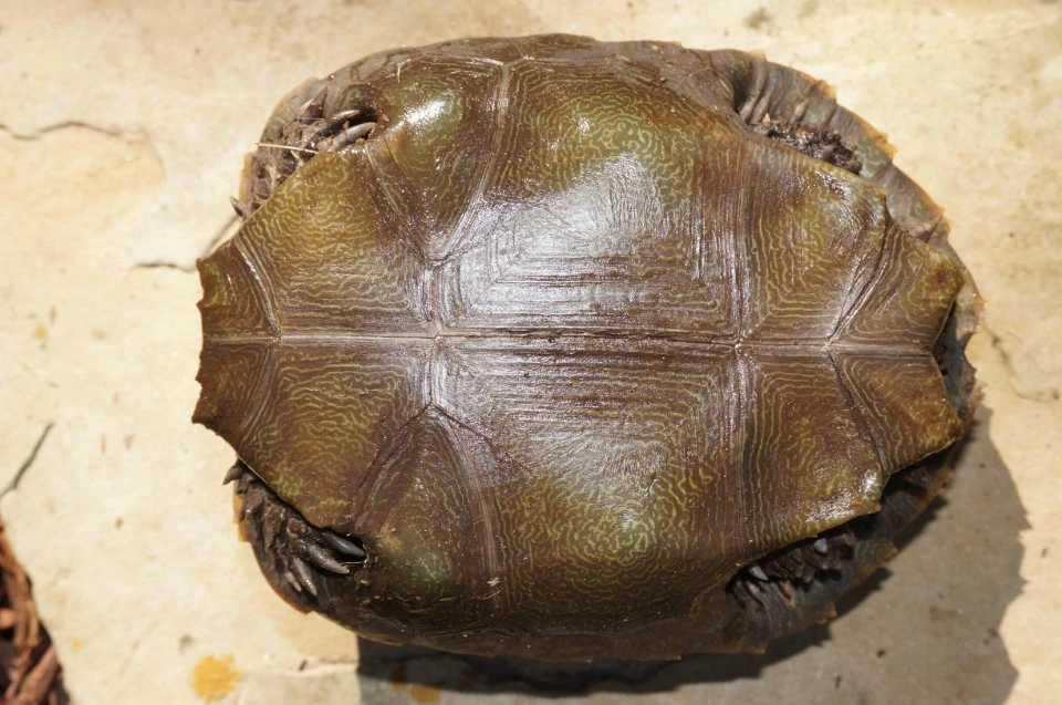 Southern Mountain Tortoise, Manouria emys emys Plastrons