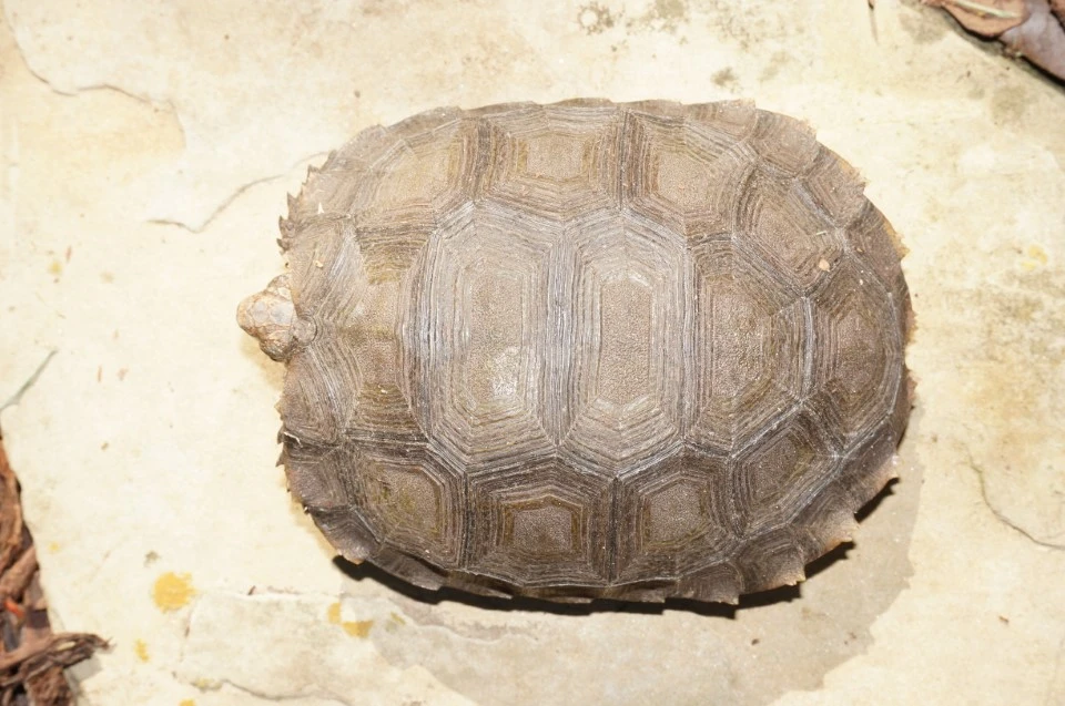 Southern Mountain Tortoise, Manouria emys emys Carapaces