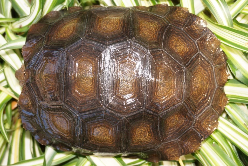 Northern Mountain Tortoise, Manouria emys phayrei Carapaces