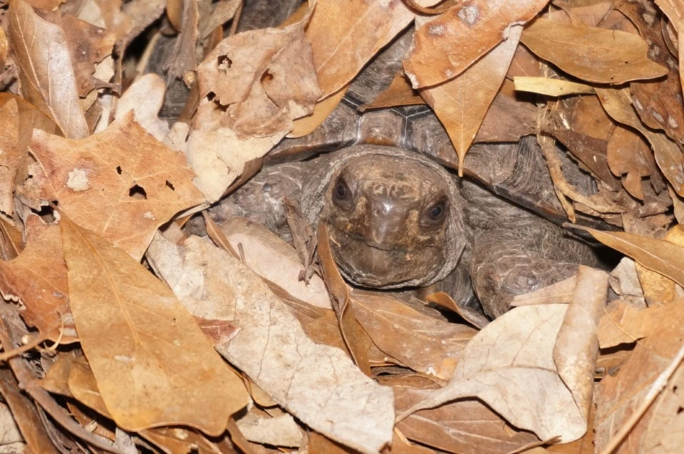 Manouria emys Seasonal Behaviors