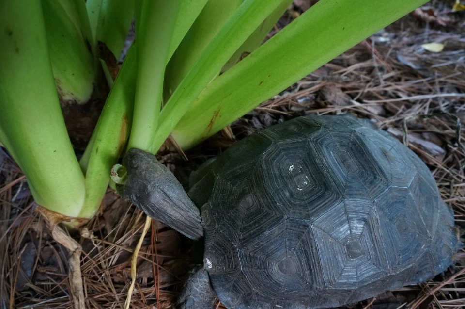 Manouria emys Native Forage