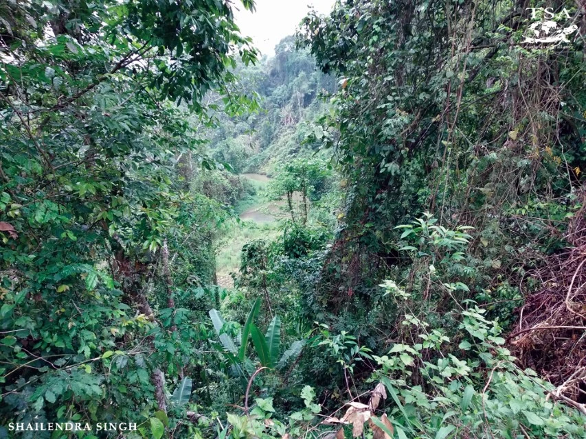 Manouria emys Habitat